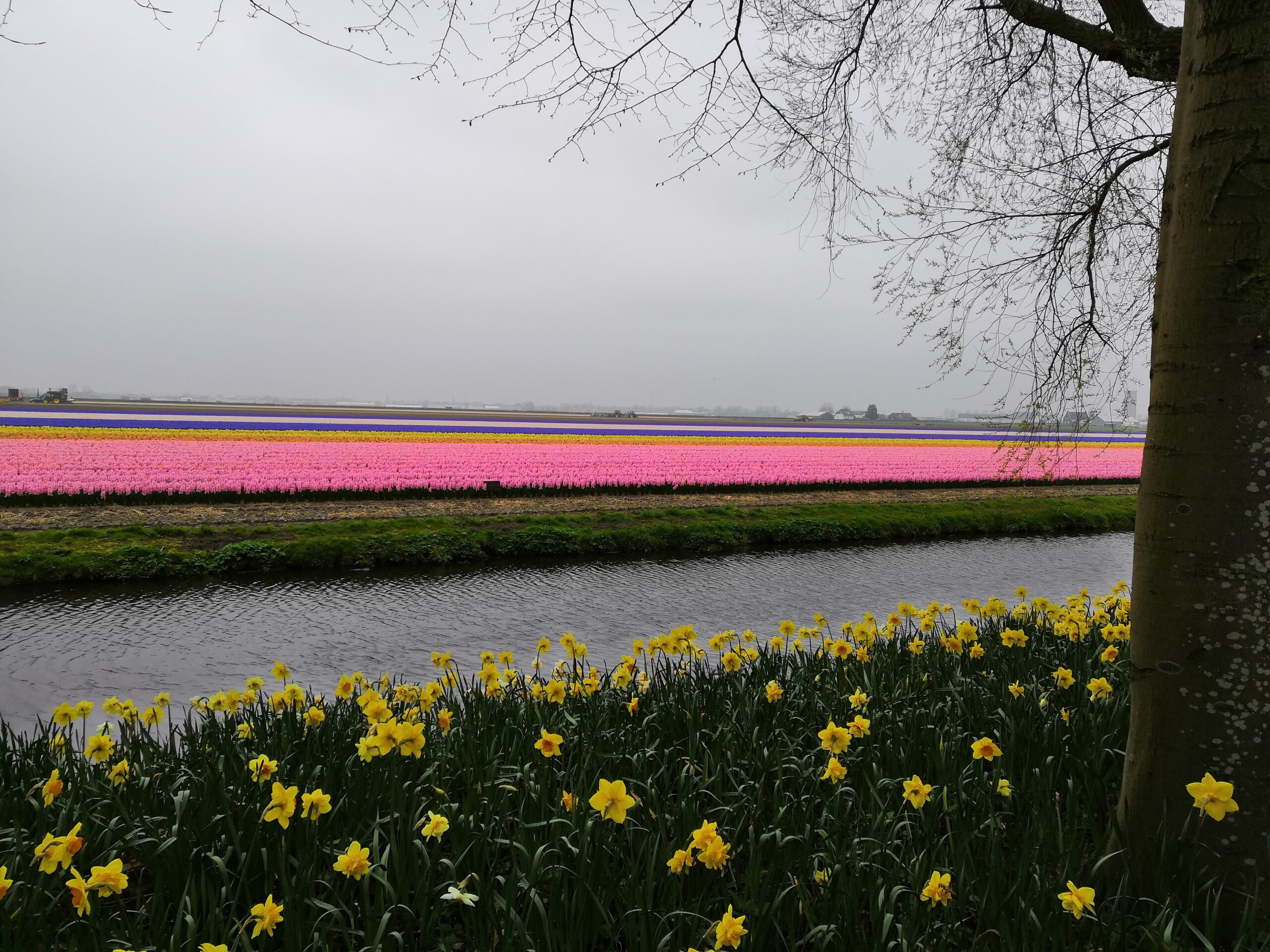 Tulip Fields by the Keukenhof